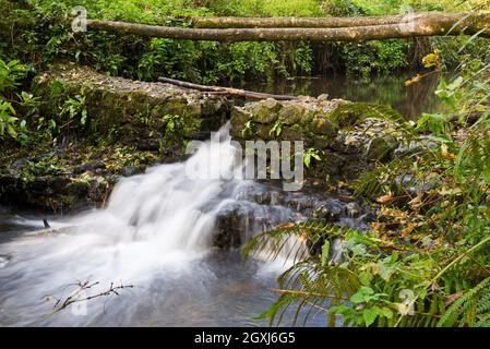 Herbstlicher Blick über den Otter-Fluss, der den oberen See bei Otterhead Lakes verlässt, einem lokalen Naturschutzgebiet in Somerset, England, Großbritannien Stockfoto