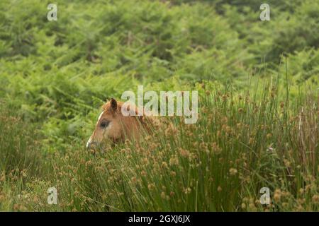 Wild welsh Ponys Pony Carneddau Snowdonia Wales Europa Stockfoto