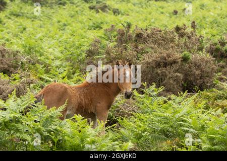 Wild welsh Ponys Pony Carneddau Snowdonia Wales Europa Stockfoto