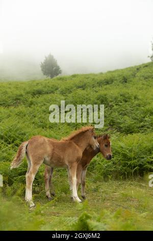 Wild welsh Ponys Pony Carneddau Snowdonia Wales Europa Stockfoto