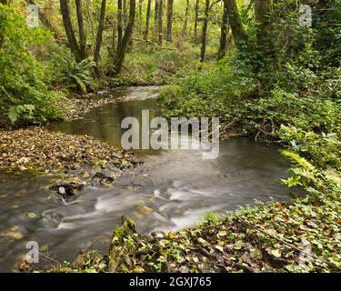 Herbstlicher Blick über den Fluss Otter, der durch die Wälder von Otterhead Lakes, dem lokalen Naturschutzgebiet in Somerset, England, führt Stockfoto