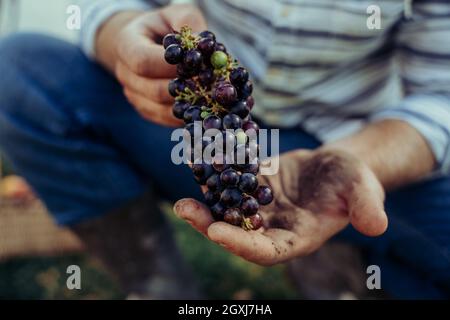 Kaukasischer Bauer mit frisch gepflückten roten Trauben in den Händen Stockfoto