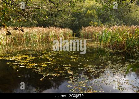 Herbstlicher Blick auf einen der Seen von Otterhead Lakes, einem lokalen Naturschutzgebiet in Somerset, England, Großbritannien Stockfoto