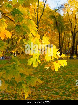 Schöner Herbstbaum bei Sonnenuntergang in einem Park. Fokus auf Vordergrund. Stockfoto