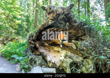 Ein Mann, der in einer majestätischen Wurzel eines alten und toten Redwood-Baumes im Redwood National Park, Kalifornien, sitiing Stockfoto