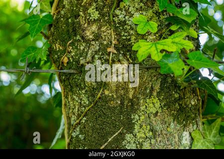 Stacheldraht in der Rinde eines Baumes Stockfoto