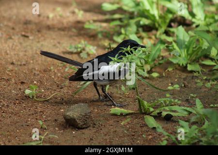 Ein kleiner Elster-Vogel, der auf der Suche nach Nahrung auf dem Boden ist. Stockfoto