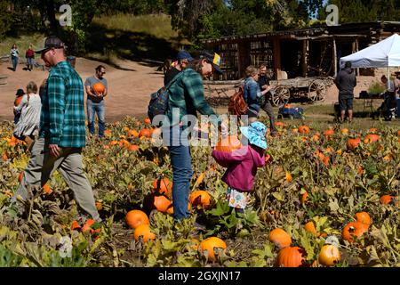 Besucher wählen Kürbisse zum Verkauf beim jährlichen Harvest Festival im El Rancho de las Golondrinas Living History Complex in New Mexico aus. Stockfoto