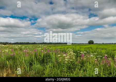 Landschaft entlang eines Baches in Drenthe mit blühenden Pflanzen wie gewöhnlicher Hogweed, Heracleum sphondylium und Feuerweed, Chamerion angustifolium gegen Stockfoto