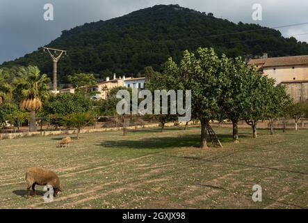 Mallorquinische Schafe weiden an einem bewölkten Herbsttag auf einem Feigenbaum-Plantage-Feld mit dem Berg des Cura-Heiligtums im Hintergrund. Mallorca isla Stockfoto