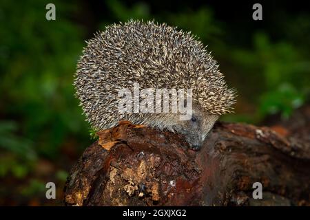 Igel, Wissenschaftlicher Name: Erinaceus Europaeus. Wilder, einheimischer europäischer Igel im Herbst, der in der Dämmerung auf einem gefallenen Baumstamm auf Nahrungssuche geht. Nahaufnahme, nach rechts zeigend. Stockfoto