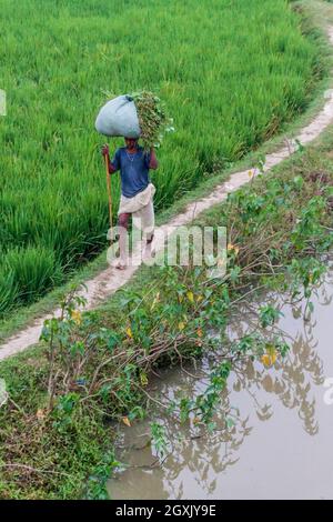 BIHAR-STAAT, INDIEN - 26. OKTOBER 2016: Lokale Bauern überqueren Reisfeld Bereich im Bundesstaat Bihar von Indien. Stockfoto