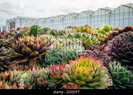 Sukkulenten: Bunte Hausbäche (Sempervivum) auf einer Pflanzenküche mit Gewächshäusern im Hintergrund. Konzentrieren Sie sich auf die mittleren Pflanzen. Stockfoto