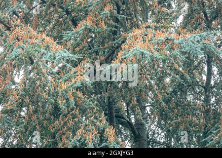 Viele orangefarbene Zapfen der Blauen Atlas-Zeder (Cedrus libani atlantica) Stockfoto