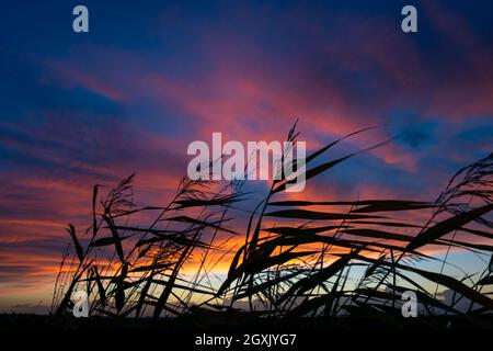 Silhouette aus Schilffedern vor einem violetten Abendhimmel Stockfoto