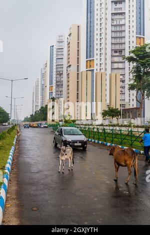 KALKUTTA, INDIEN - 28. OKTOBER 2016: Blick auf Kühe auf einer Straße in der Nähe von Uniworld City Entwicklung in Kalkutta, Indien Stockfoto