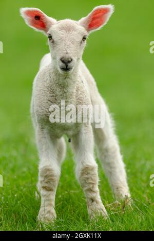 Porträt eines neugeborenen Lammes im Frühling. Mit sauberem, grünem Hintergrund. Nach vorne zeigen. Nahaufnahme. Vertikal. Speicherplatz kopieren. Stockfoto