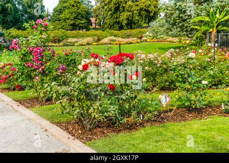 Rosenreihe im Point Defiance Park in Tacoma, Washington. Stockfoto