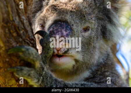 Nahaufnahme Porträt eines Koalas in einem Eukalyptusbaum, Mikkira Station, Port Lincoln, Eyre Peninsula, South Australia, Australien Stockfoto