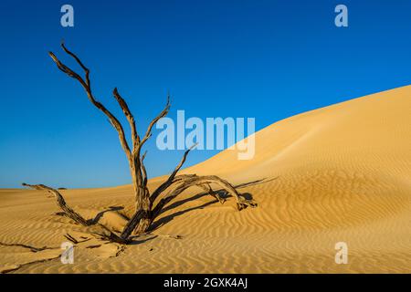 Toter Baum an einer Sanddüne, Coffin Bay National Park, Port Lincoln, Eyre Peninsula, South Australia, Australien Stockfoto