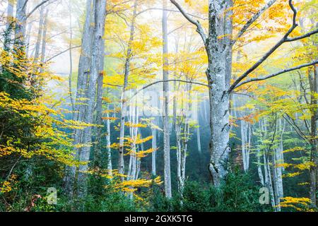 Herbstwaldlandschaft, La Fageda de la Grevolosa, Osona, Barcelona, Girona, Spanien Stockfoto