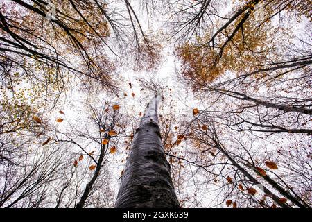 Niedrige Ansicht von Bäumen im Wald, La Fageda d'en Jorda, La Garrotxa, Girona, Spanien Stockfoto