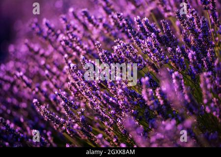 In der Nähe von Büschen von Lavendel Lila aromatischen Blüten im lavendelfeld im Sommer in der Nähe von valensole in der provence frankreich Stockfoto