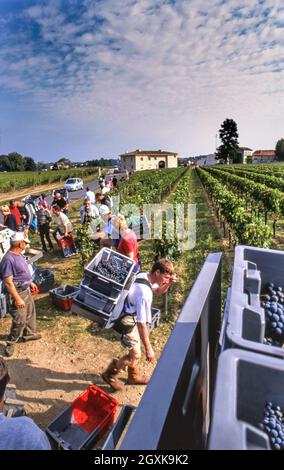 Chateau Petrus Traubenernte Vendanges und Erntearbeiter an einem heißen, sonnigen Tag, an dem fleißige Erntemaschinen ihre merlot-Trauben in die Weinberge von Chateau Petrus Pomerol Gironde Bordeaux Frankreich liefern Stockfoto