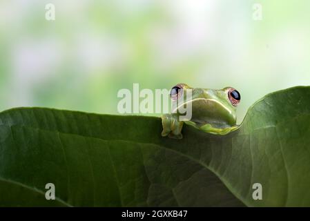 Malaiischer Baumfrosch, der über den Rand eines Anthurium-Blattes, Indonesien, guckt Stockfoto