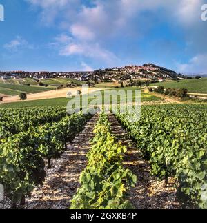 SANCERRE Weinberge, die zum Dorf Sancerre FÜHREN SANCERRE STADTANSICHT WEINBERGE am späten Nachmittag erhellt das Licht den Blick über die Weinberge, die zum Weindorf Sancerre, Cher, Frankreich, führen. Sancerre ist ein französischer Wein der Appellation d'origine contrôlée (AOC) für Wein, der in der Gegend von Sancerre im östlichen Teil des Loire-Tals, südöstlich von Orléans, hergestellt wird. Fast alle Appellationen liegen am linken Ufer der Loire, gegenüber von Pouilly-Fumé. Er ist für den „Sauvu Blanc“ gut angesehen und in erster Linie mit ihm assoziiert. Stockfoto