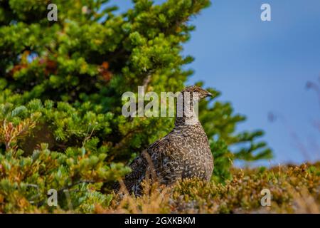 Sooty Grouse, Dendragapus fuliginosus, Nahrungssuche auf subalpiner Wiese im Obstruktionspunkt des Olympic National Park, Washington State, USA Stockfoto