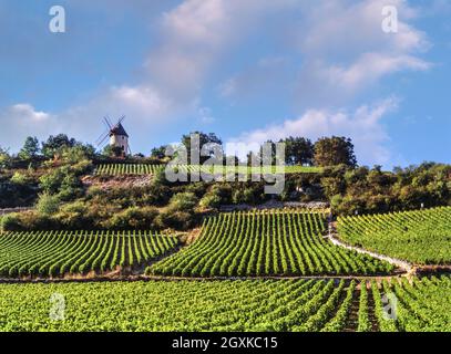 WEINGUT SANTENAY Windmühle bildet einen Brennpunkt über dem Weingut Les Graviéres Santenay Côte d'Or, Frankreich. Les Gravières ist vielleicht der angesehenste und bekannteste Premier Cru-Standort in der Santenay-Appellation der burgundischen Côte de Beaune. Am nördlichen Ende des Dorfes, an der Grenze zu Chassagne-Montrachet gelegen, wird der Weinberg sowohl mit Pinot Noir als auch mit Chardonnay bepflanzt. Stockfoto