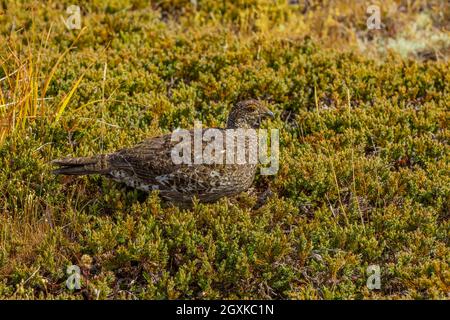 Sooty Grouse, Dendragapus fuliginosus, Nahrungssuche auf subalpiner Wiese im Obstruktionspunkt des Olympic National Park, Washington State, USA Stockfoto