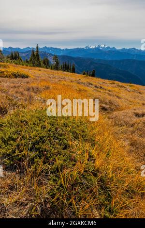 Blick auf den Olymp von der Wiese im Obstruction Point Bereich des Olympic National Park, Washington State, USA Stockfoto