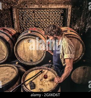 Weinarbeiter in einem alten französischen rustikalen Fasskeller Verkostung und Verkostung von rotem Burgund in den Kellern von Louis Latour Chateau de Grancey Aloxe Corton Cote d'Or Burgund Frankreich Stockfoto