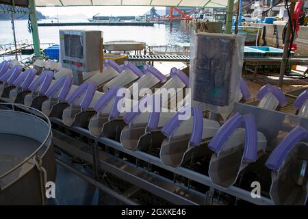 Automatisierter Größensorter und Gewichtsausgleich für aquakulturiertes Seabream, Ainan, Japan Stockfoto