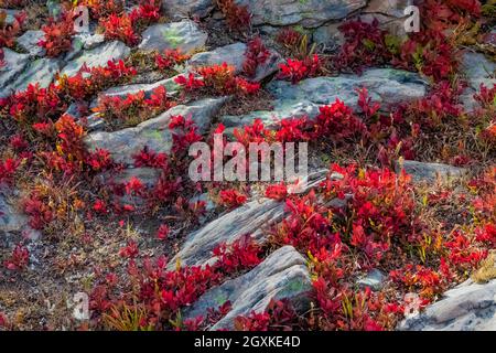 Zwerg-Heidelbeere, Vaccinium cespitosum, in suberalpiner Wiese entlang des Grand Valley Trail im Obstruction Point Bereich des Olympic National Park, Washington Stat Stockfoto