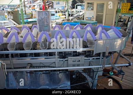 Automatisierter Größensorter und Gewichtsausgleich für aquakulturiertes Seabream, Ainan, Japan Stockfoto