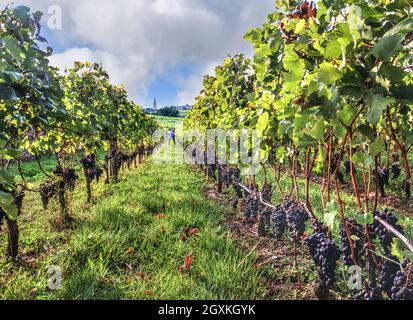 St Emilion reife merlot-Trauben im Weinberg von Chateau Troplong Mondot mit einem Winzer, der die Trauben für die Lese überprüft. Kirche und Dorf Saint Emilion hinter der Gironde Bordeaux Frankreich Stockfoto