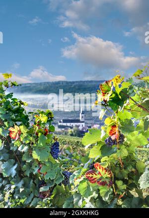 Die Weinberge des Hautes Cote de Nuits mit Blick auf die Kirche von Arcenant und das Dorf mit reifen Pinot Noir-Trauben auf den Rebstöcken im Forground Cote d'Or Burgund Frankreich Stockfoto