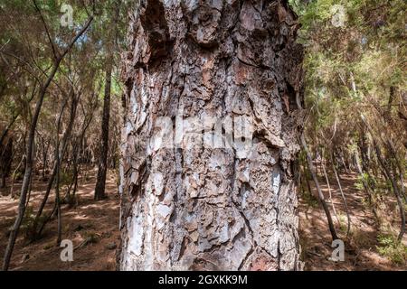 Kiefernrinde aus nächster Nähe, Baumstamm im Wald aus nächster Nähe Stockfoto