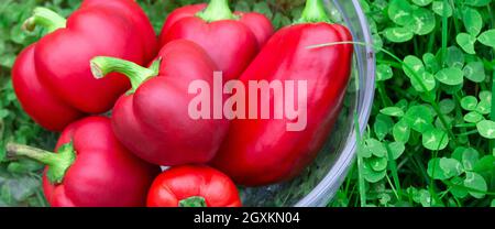 Süsse rote Paprika in einem Glaskorb auf grünem Gras. Gemüse für Veganer. Haufen von reifen Big Red Peppers . Die rote süße Paprika, gut für die Gesundheit. Stockfoto