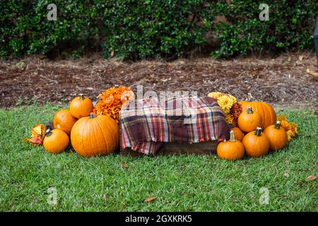 Eine Kiste im Freien mit einer karierten braunen Decke im Herbst und vielen leuchtend orangefarbenen Kürbissen und Blumen für Herbstdekorationen oder Bilder Stockfoto