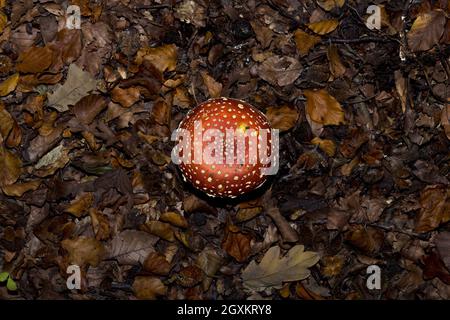 Fliegenpilz (Amanita muscaria) wächst zwischen Blättern in einem Wald, aus einem hohen Winkel gesehen Stockfoto