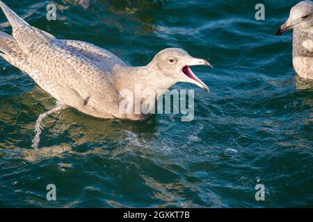 Wassermöwe (Larus hyperboreus), die im Wasser eines Hafens schwimmt und andere Möwen anschrie Stockfoto