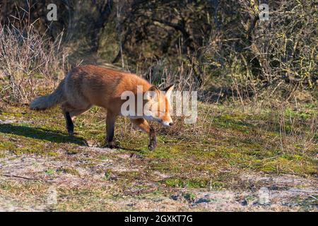 Rotfuchs (Vulpes vulpes) beim Spaziergang in den Dünen Stockfoto