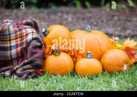 Eine Kiste im Freien mit einer karierten braunen Decke im Herbst und vielen leuchtend orangefarbenen Kürbissen und Blumen für Herbstdekorationen oder Bilder Stockfoto