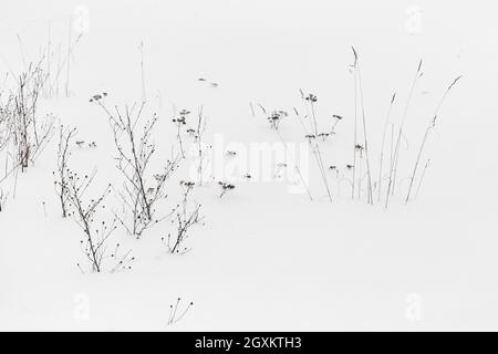 Trockene Blumen und Gras sind in weißem Schnee, abstrakte natürliche Winter Hintergrund Foto Stockfoto