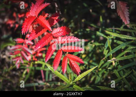 Rowan-Baum leuchtend rote Herbstblätter über dunkelgrünen unscharfen Hintergrund, Nahaufnahme mit selektivem Fokus. Naturfoto der Herbstsaison Stockfoto