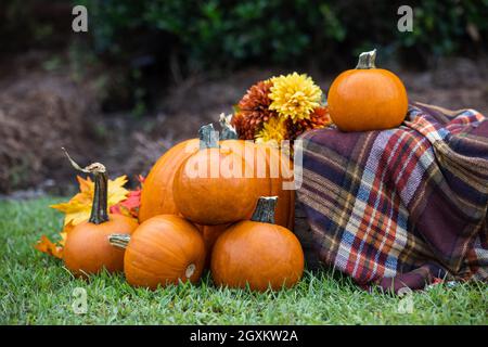 Eine Kiste im Freien mit einer karierten braunen Decke im Herbst und vielen leuchtend orangefarbenen Kürbissen und Blumen für Herbstdekorationen oder Bilder Stockfoto